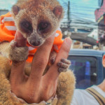 Loris | Global Animal Welfare Development Society | Brad Anthony