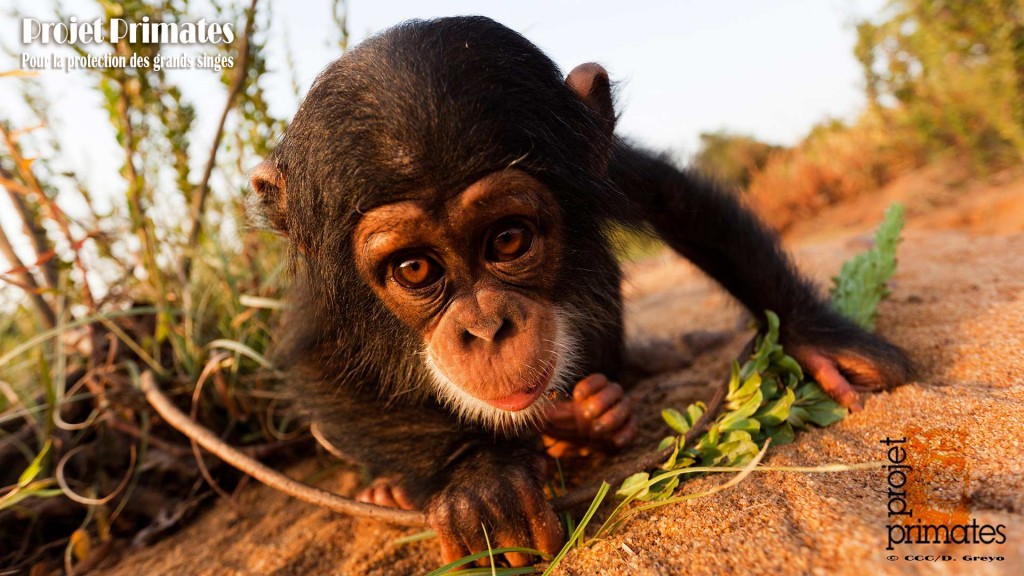 Chimpanzee Conservation Center