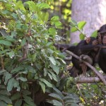 Chimpanzee Rehabilitation Project