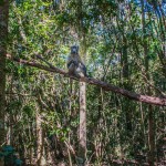 Walking With Baboons