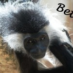 Colobus Conservation