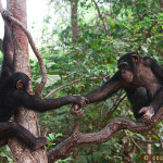 Chimpanzee Conservation Center