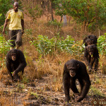 Chimpanzee Conservation Center