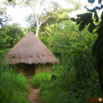 Chimpanzee Conservation Center