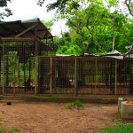 Chimpanzee Conservation Center