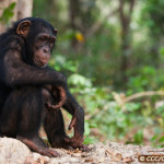 Chimpanzee Conservation Center