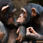 Chimpanzee Conservation Center