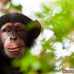 Chimpanzee Conservation Center