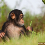 Chimpanzee Conservation Center