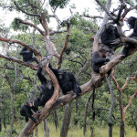 Chimfunshi Wildlife Orphanage