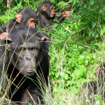 Chimfunshi Wildlife Orphanage