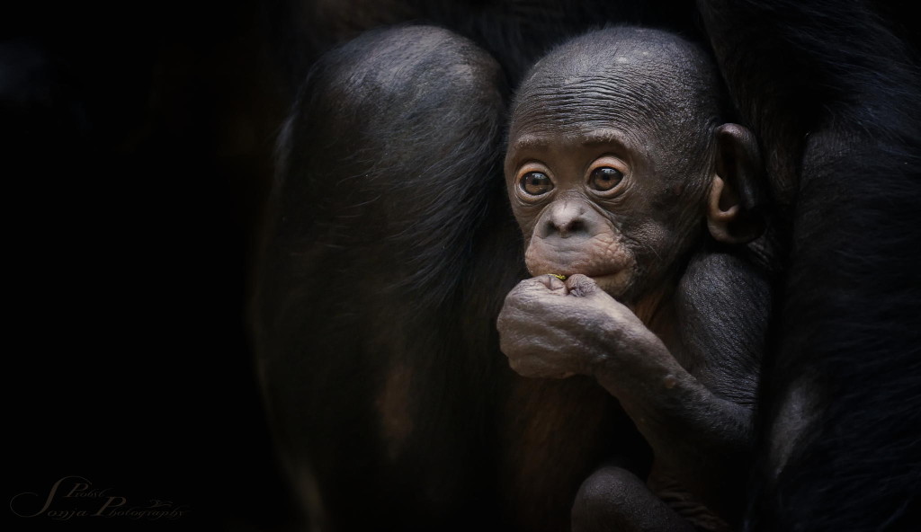 Chimp @ Frankfurt Zoo, Germany