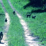 Colobus Conservation