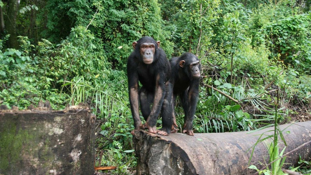 Lwiro Primate Rehabilitation Centre