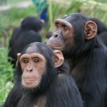 Lwiro Primate Rehabilitation Centre