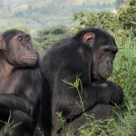 Lwiro Primate Rehabilitation Centre