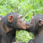 Lwiro Primate Rehabilitation Centre