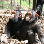 Lwiro Primate Rehabilitation Centre