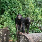 Lwiro Primate Rehabilitation Centre