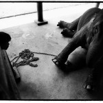 Lampang Elephant Hospital, Thailand