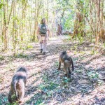 Baboon Forest School