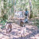 Baboon Forest School